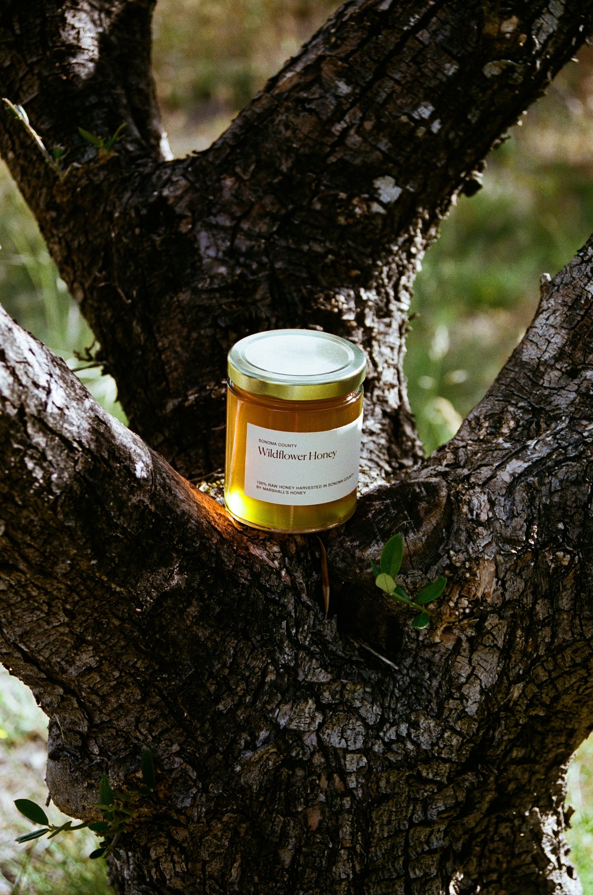 Sonoma Wildflower Honey
