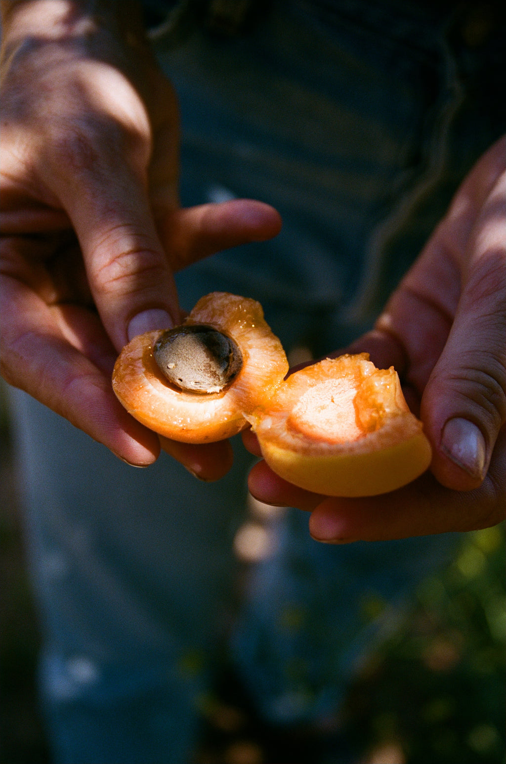 Apricot Jam