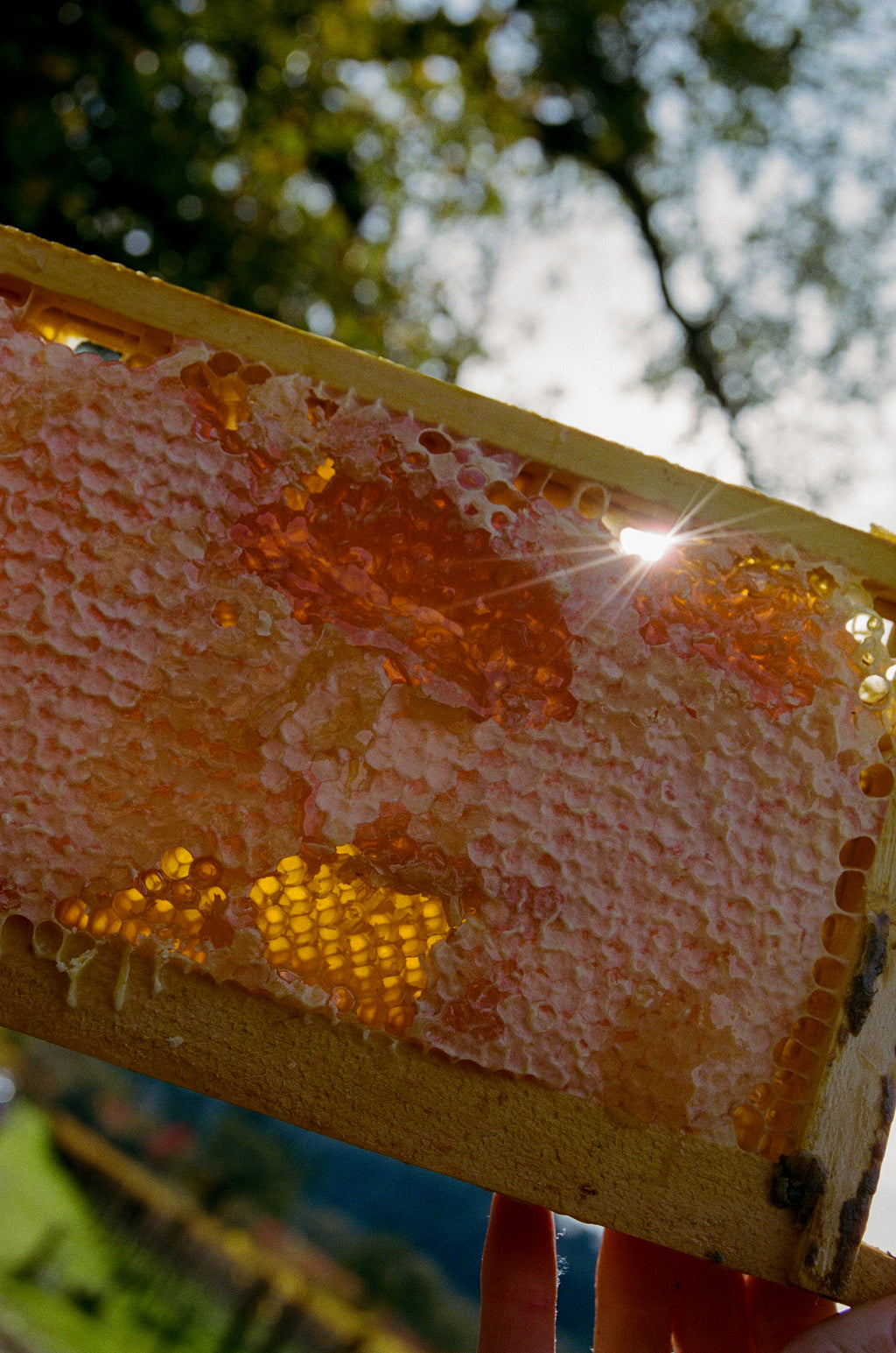 Sonoma Wildflower Honey