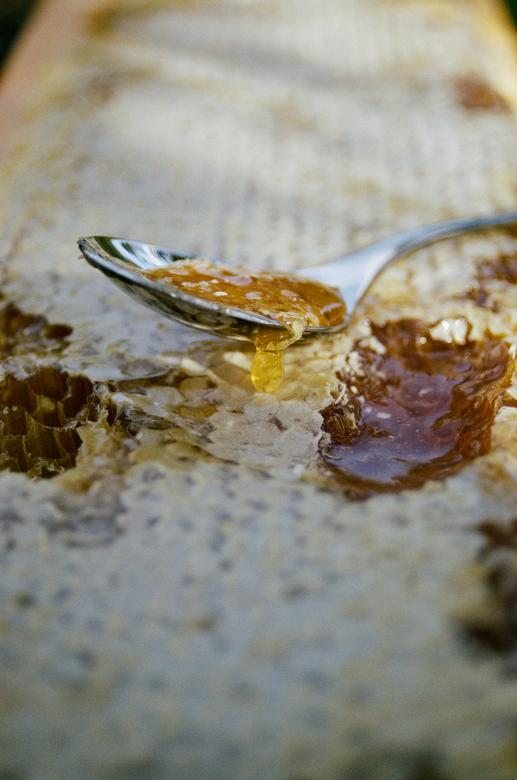 Sonoma Wildflower Honey
