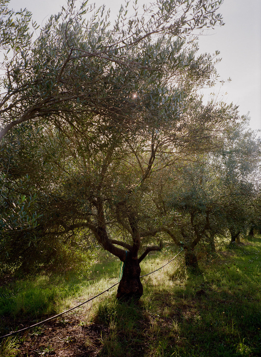 Sonoma County Extra Virgin Olive Oil
