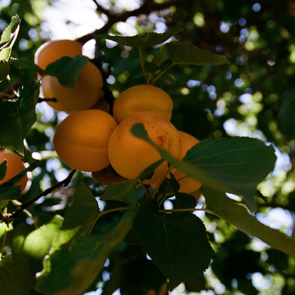Apricot Jam
